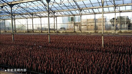 【中葡网微招商】脱毒葡萄苗木与先进酿酒设备——助力现代葡萄酒产业发展